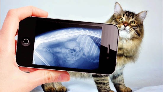 рентген животных в москве, рентген кошки, рентген кота