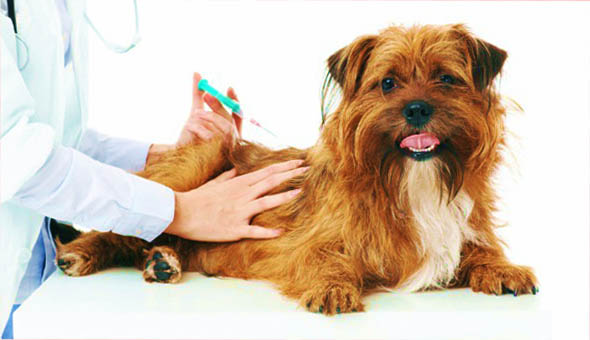 вакцинация животных, вакцинация собаки, прививка собаки