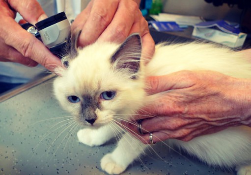 Лечение клещей у кошек в Москве - ветклиника Скайвет