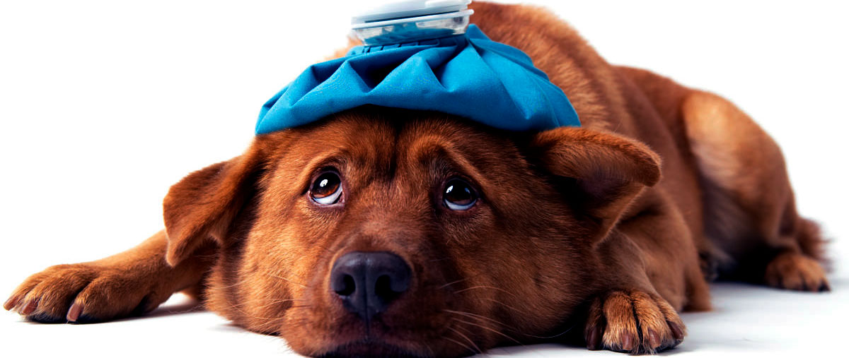 лечение пироплазмоза у собак, лечение пироплазмоза собак Москва