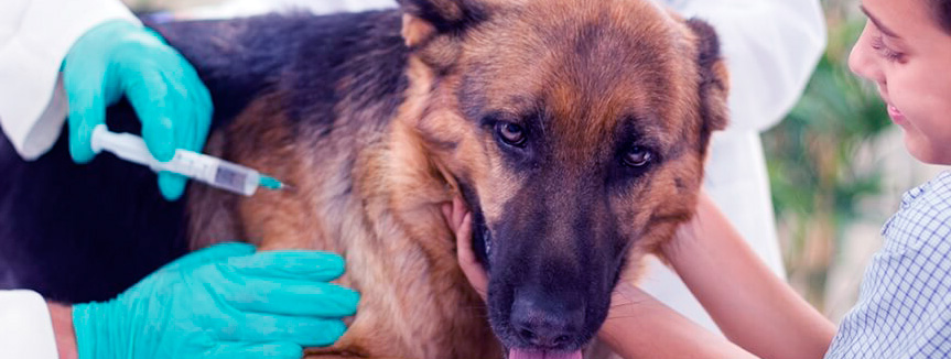 лечение пироплазмоза у собак цена, лечение клещей у собак в Москве , лечение пироплазмоза собак в Москве