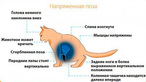 лечение мочекаменной болезни у котов в Москве