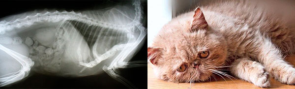 лечение мочекаменной болезни у кошек в москве