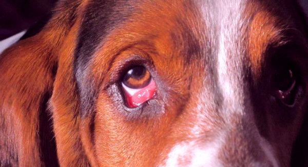 лечение болезни глаз у собак в москве