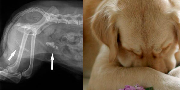 лечение мочекаменной болезни у собак в Москве