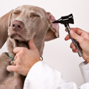 лечение гематом у собак в Москве фотогарфия