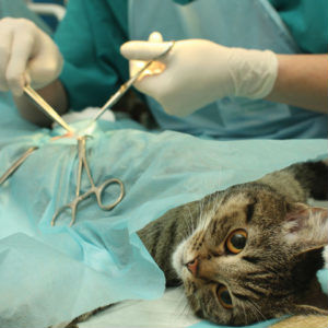 Лапароскопическая стерилизация кошек в Москве изображение