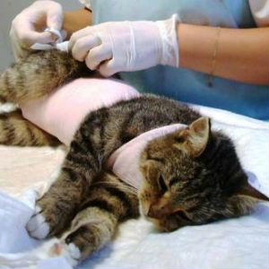Стерилизация беременной кошки в Москве изображение