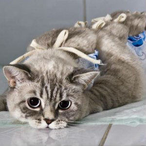Стерилизация беременной кошки фото