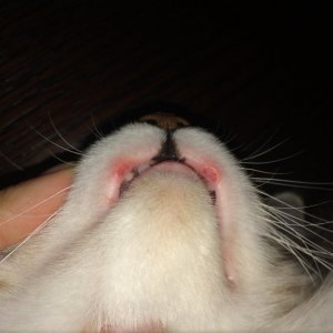 Лечение акне у кошек в Москве фотография