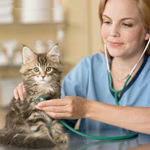 Лечение коронавируса у кошек в Москве изображение