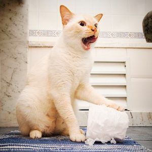 Лечение поноса у кошки в Москве изображение